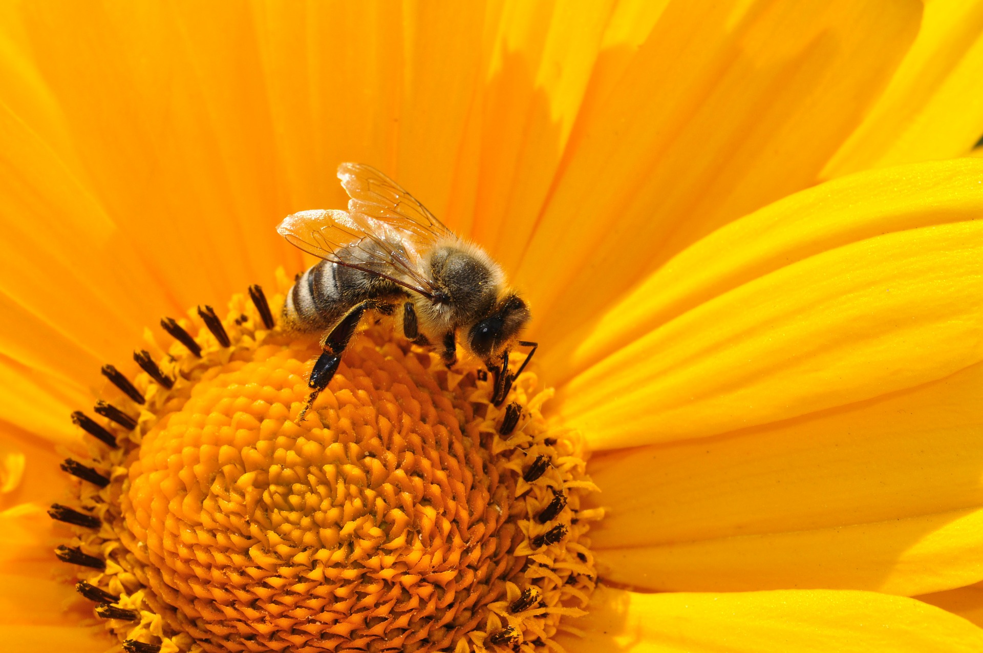 Read more about the article Czynna ochrona pszczołowatych w parkach krajobrazowych